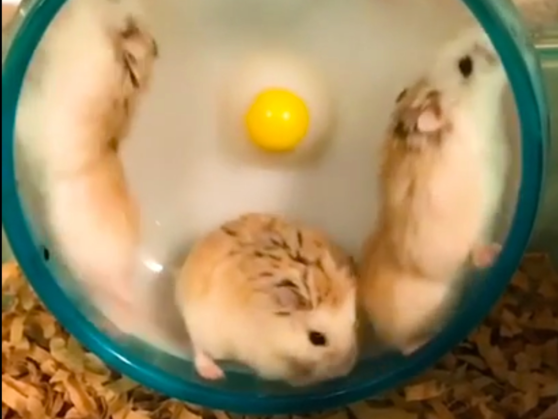 力を合わせてほしい 息がちっとも合わないハムスター三兄弟の回し車 無料動画gyao