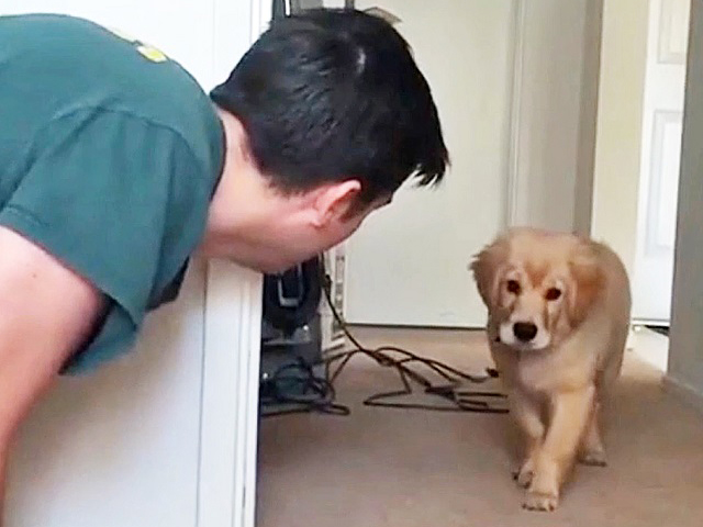 ワンコvs 飼い主の だるまさんが転んだ 対決 コントのような展開にニヤリ 無料動画gyao