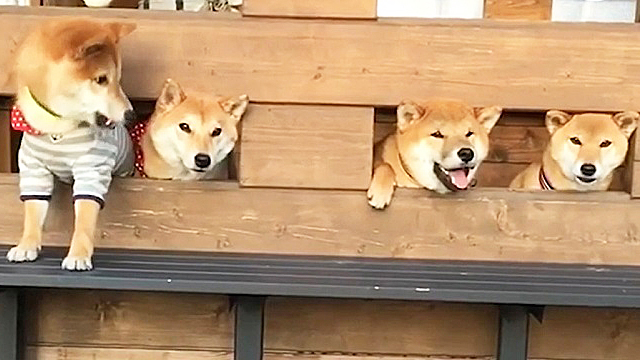 ほっこりしたい人必見 ワンコたちの カワイイ瞬間 をとらえた映像集 無料動画gyao