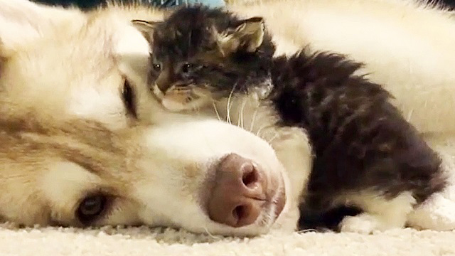 ワンコに育てられたニャンコの成長記録 本当の親子のような関係にほっこり 無料動画gyao