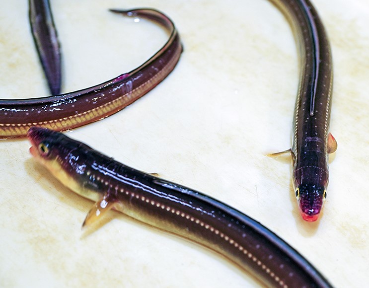 江戸前が最高 そう言える 数少ない魚 穴子 の謎 レポート エルマの読みもの エールマーケット Yahoo Japan